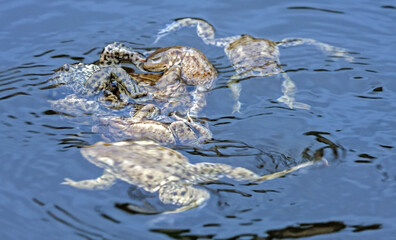 Spawning of the toads. Common toad or European toad (Bufo bufo).