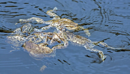 Spawning of the toads. Common toad or European toad (Bufo bufo).