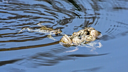 Spawning of the toads. Common toad or European toad (Bufo bufo).