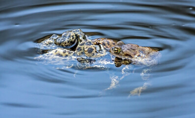 Spawning of the toads. Common toad or European toad (Bufo bufo).