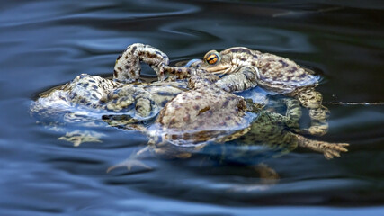 Spawning of the toads. Common toad or European toad (Bufo bufo).