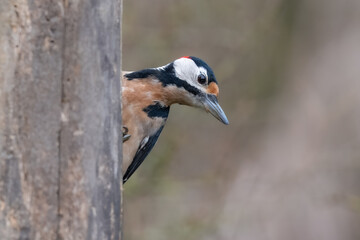 Great spotted woodpecker, Dendrocopos Major, walking up a damaged, moss covered tree branch, in a woodland setting. Strakapoud velký.                               
