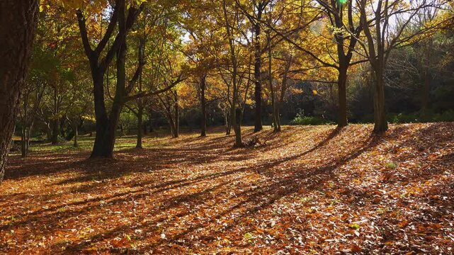 秋の落ち葉が舞う公園の木々