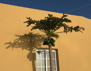 Papaya vor gelbem Haus