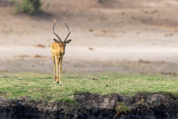 A lonely male Impala walking towards water on a Chobe river bank in Chobe National Park, Botswana