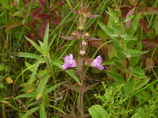 Agalinis auriculata Earleaf False Foxglove Wildflower Blooming in Midwestern Prairie