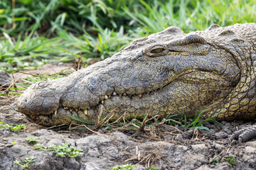 Close-up portrait of Nile crocodile with sharp teeth resting in Chobe National Park, Botswana