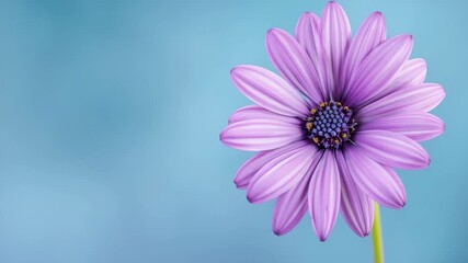 Purple daisy flower with blue background - Powered by Adobe