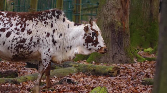 Close up of zebu cow bull standing in the woods looking around on a cloudy day in autumn.