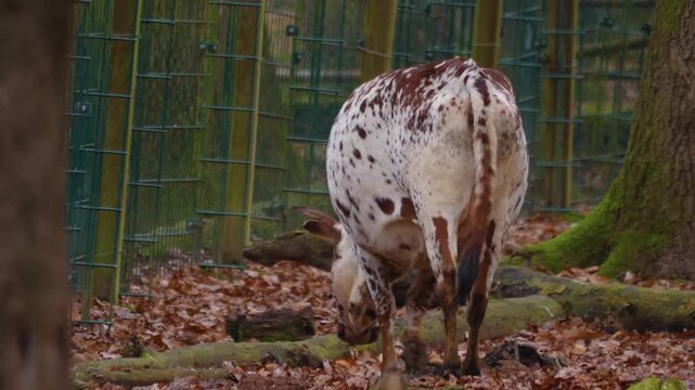 Close up of zebu cow bull standing in the woods looking around on a cloudy day in autumn.