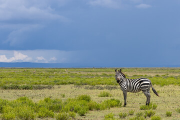 Obraz premium Single Zebra at the South Serengeti national park in Tanzania with dark stormy sky.