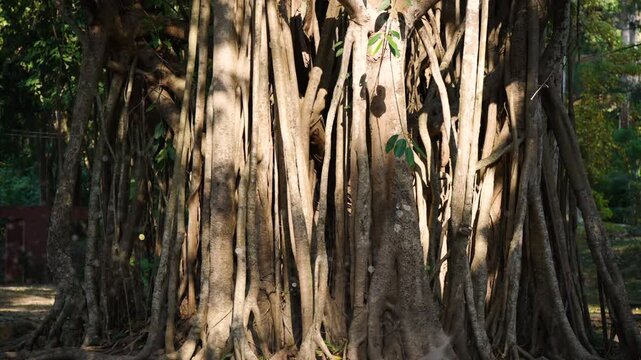 Large trees in Asia, Thailand. detail of rough wood texture and lush greenery. Abstract natural background of a large tree trunk and foliage in the sunlight. Eco-friendly concept.