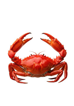 Vibrant red, perfectly cooked serrated mud crab with large claws raised, glossy finish, against a clean transparent studio background, no shadows, premium commercial food photography concept