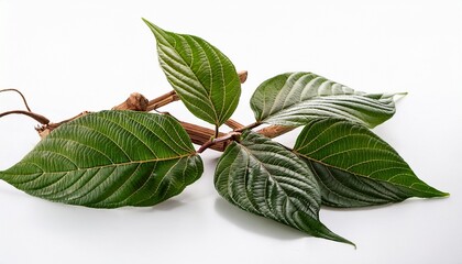 Ayahuasca Vine Isolated On White