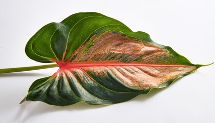 Diseases And Pests Proper Care For Houseplant Anthurium Isolated On White Plant Diseases Anthurium Flamingo Plant Diseases Spots Or Withering Anthurium Leaves Yellow Leaf Of The Anthurium