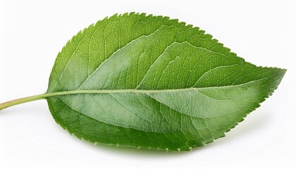 Apple Leaf Isolated On White