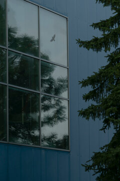 grid window reflecting tree canopy and open sky, large industrial glazing creates mirrored layers of foliage and cloud, subtle bird shapes add dynamic life to architectural surface.
