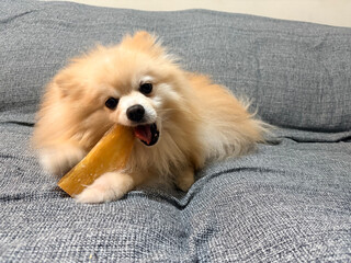 Playful Pomeranian: A fluffy Pomeranian dog happily chews on a treat, exuding pure joy and playful energy. Its small size, coupled with its contented expression.
