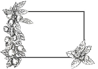 Vintage Hand Drawn Botanical Rectangular Frame with Berries and Leaves. Elegant Ink Sketch Border Design for Logos, Stationery, and Invitations.