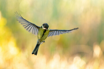 Great tit Parus major in the wild. Songbird