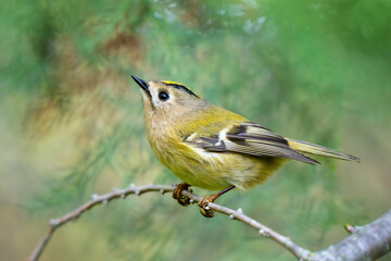 Goldcrest, regulus regulus, golden-crested kinglet. The smallest bird in Eurasia
