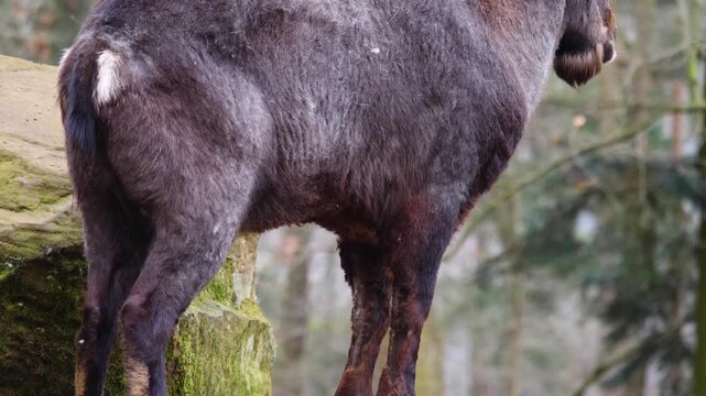 Close up of a male ibex Capricorn, buck with  large horns standing in the woods, looking around on a cloudy autumn day