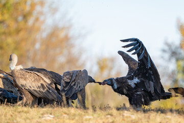 Black vulture Aegypius monachus, and Griffon vulture or Eurasian griffon Gyps fulvus in the wild