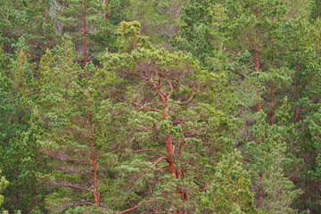 Lush Green Coniferous Forest Background Featuring Tall Scots Pine Trees with Red Trunks in the Wild Nature of Estonia