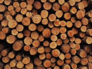 Background of wooden logs placed one on top of the other in the forest.