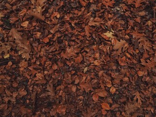 Reddish leaves on the forest floor.