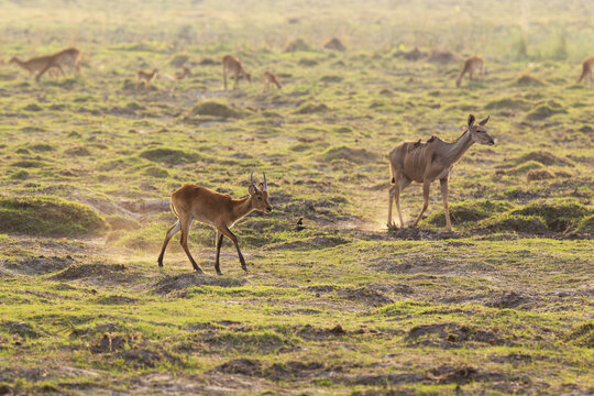 Southern reedbuck and Greater kudu walking on a dry plain during a hot evening in Linyanti in Chobe National Park, Botswana