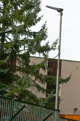 Fototapeta premium aging streetlight beside tall pine, concrete apartment backdrop, metal fence foreground, overcast sky and muted palette, visible utility wire and lamp bracket, municipal infrastructure resilience