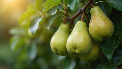 Green pears grow on a tree branch. Leaves surround the ripe fruit. Sunlight shines on the orchard crop. Healthy food, nature, and gardening concepts are featured.