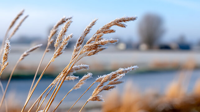 Frost-covered grass sways gently in the winter breeze, with a serene landscape of blurred trees and a river in the background, capturing the essence of a chilly morning