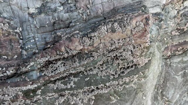 Close up moving background shot of rocks with shellfish like barnacles and limpets. Moving 120fps slow motion abstract view UK 4K