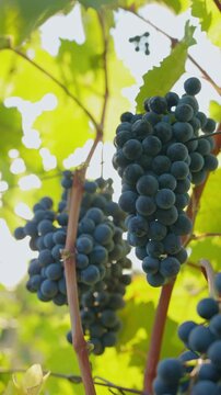 Blue grapes hang from the vine, and through the leaves, the sun shines, a sliding movement. 