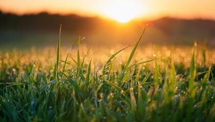 close up of dew drops on green grass blades at sunrise with a blurred background of field and sun