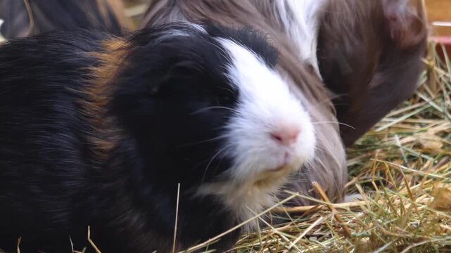 Close up of a  guinea pig sitting in hey chewing on weeds on cloudy autumn day.