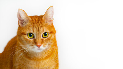Cute ginger cat portrait with bright green eyes on light background. Copy space.