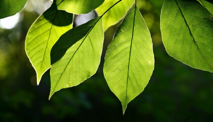 Silhouetted Leaves Glowing With Backlight Vibrant Green Hues Flora Detail