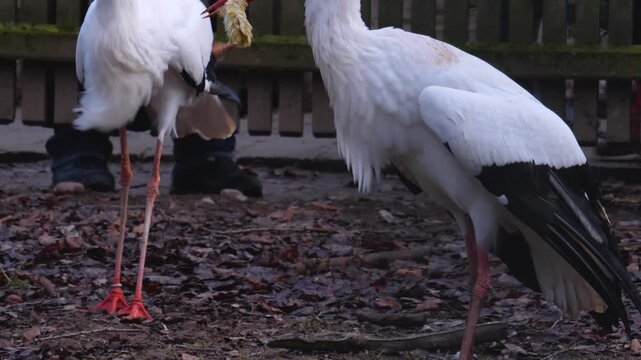 Close up of storks in autumn eating chicks in a backyard on a cloudy day.
