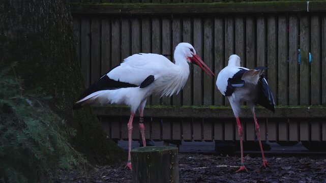 Close up of storks in autumn eating chicks in a backyard on a cloudy day.