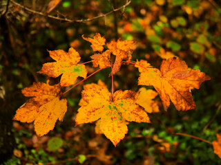 A close up of a leafy tree with many leaves on it. The leaves are orange and yellow, fall or autumn colors theme. Soft and airy mood.