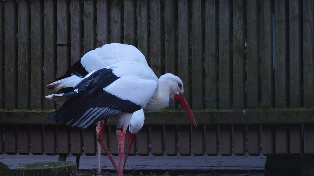 Close up of storks in autumn eating chicks in a backyard on a cloudy day.