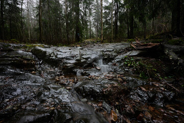 Nordic Forest Stream on Wet Rock