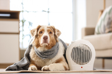 Australian Shepherd dog with scarf and electric fan heater lying at home