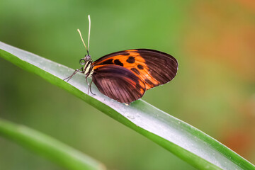 butterfly on a leaf