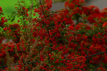 Birds eat berries, Feathered animals feed on dark berries, Nighttime shadows obscure and protect berry clusters, Fowls in darkness savor tightly packed berries away from predators