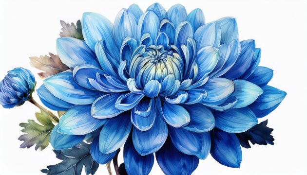watercolor vibrant blue chrysanthemum flower with detailed petals floral bloom isolated on a white background