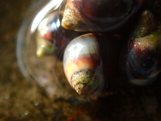 Small periwinkle (Melarhaphe neritoides) during low tide in the littoral zone, Ligurian Sea, Italy, Imperia